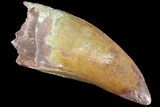 Serrated, Carcharodontosaurus Tooth - Great Color #85866-1